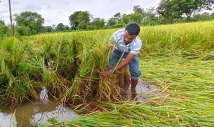 बस्तर में किसानों की बढ़ी चिंता, खेतों में पड़ी फसल बचाने की चुनौती