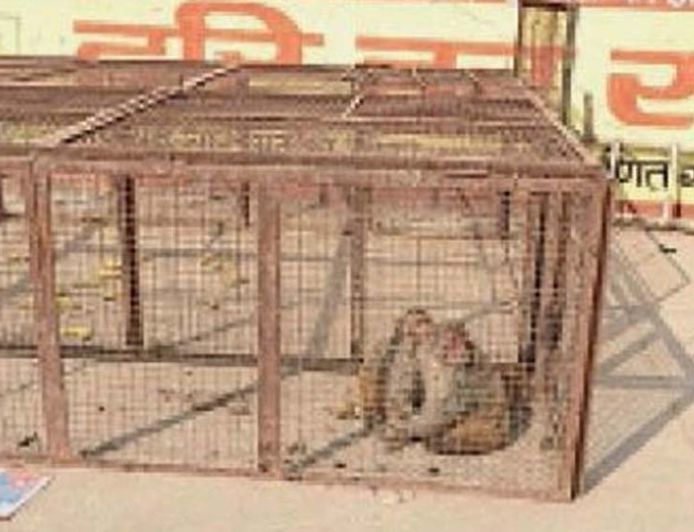 हांसी में 1 साल तक चलेगा बंदर पकड़ो अभियान, टेंडर के लिए आए 4 आवेदन