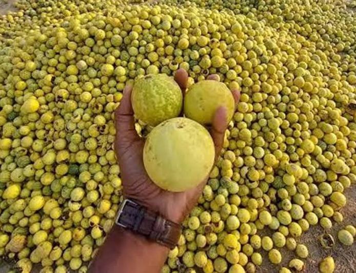 राजस्थान के किसानों की चमकेगी किस्मत! रेगिस्तान में उगने वाला तुम्बा बनेगा कमाई का नया जरिया