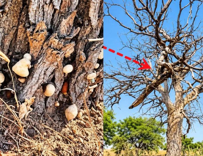 बाड़मेर में संकट में खेजड़ी के पेड़, 50 से ज्यादा वृक्ष सूखे; जड़ों में जमी सफेद परत से चिंता