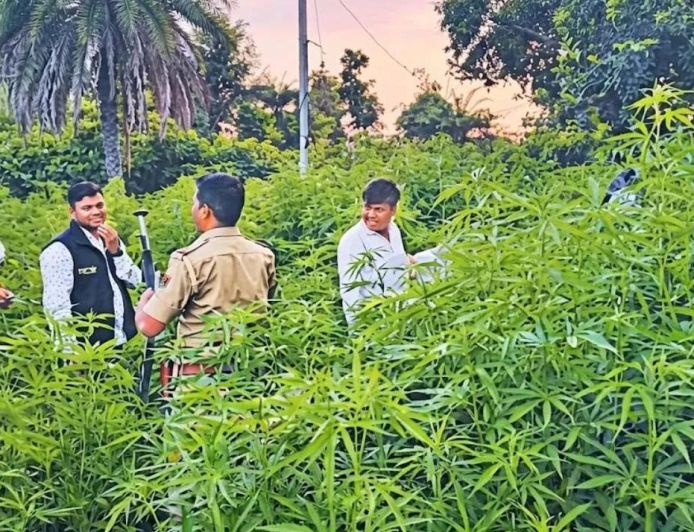 उदयपुर में 57 हेक्टेयर में गांजे की खेती का खुलासा, 200 करोड़ रुपये आंकी गई कीमत