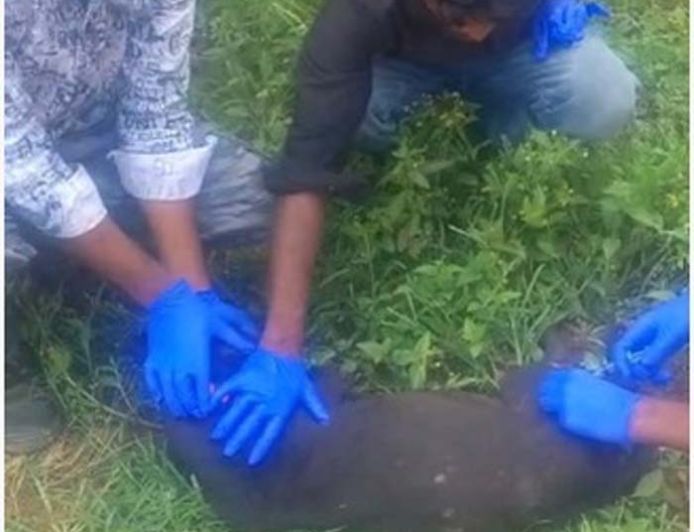 बाघों एवं मवेशियों की सुरक्षा हेतु परिधिवर्ती ग्रामों में टीकाकरण