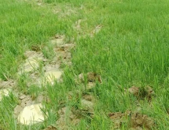 रायगढ़ में हाथियों का आतंक, 14 किसानों की फसलें रौंदी, 85 हाथियों की मौजूदगी से दहशत