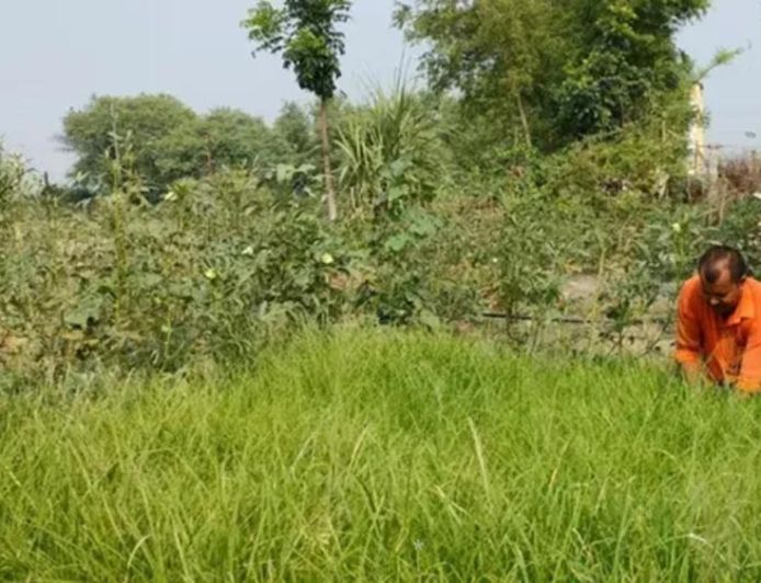 एक एकड़ मड़ुआ की खेती से 60 हजार तक मुनाफा! सारण में मोटे अनाज की खेती को मिलेगा बढ़ावा