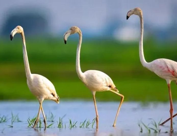 हरियाणा के वेटलैंड में पहुंचे गुलाबी मेहमान, कम बारिश और बढ़ती गर्मी से ग्रेटर फ्लेमिंगो की संख्या घटी