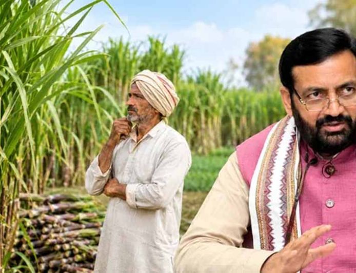 हरियाणा के गन्ना किसानों को दिवाली का तोहफा, दो साल में 35 रुपये बढ़ेगा भाव, अब मिलेंगे 450 रुपये प्रति क्विंटल