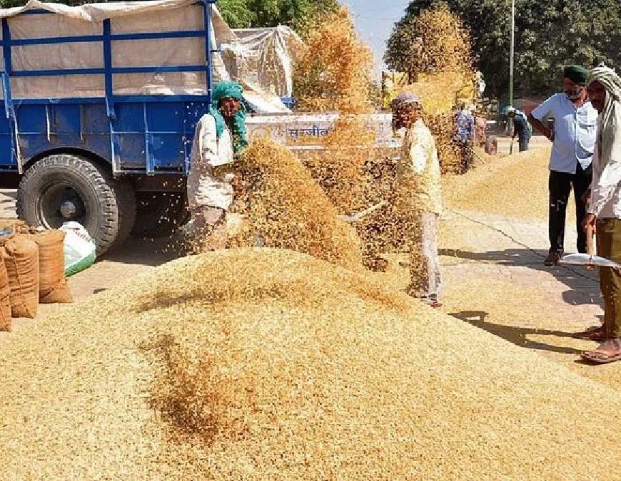 1509 धान ने तोड़े भाव के रिकॉर्ड, किसानों को मिल रहा ₹4400 प्रति क्विंटल तक रेट