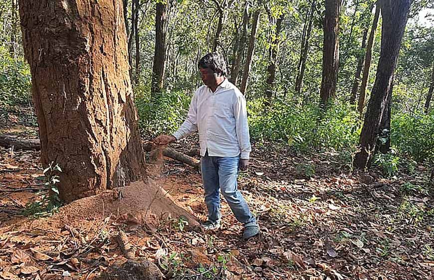 डिंडौरी में डेढ़ लाख पेड़ों की कटाई का लक्ष्य, अब तक सिर्फ 4516 पेड़ कटे