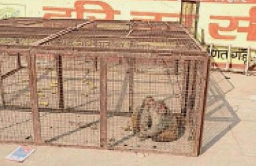 हांसी में 1 साल तक चलेगा बंदर पकड़ो अभियान, टेंडर के लिए आए 4 आवेदन
