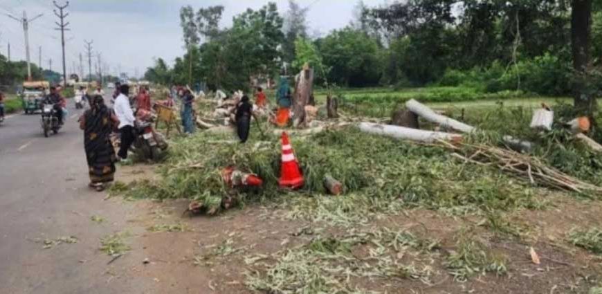6911 पेड़ काटे, पौधे लगाने में फेल भोपाल नगर निगम! NGT ने लगाई फटकार, एक माह में मांगी रिपोर्ट