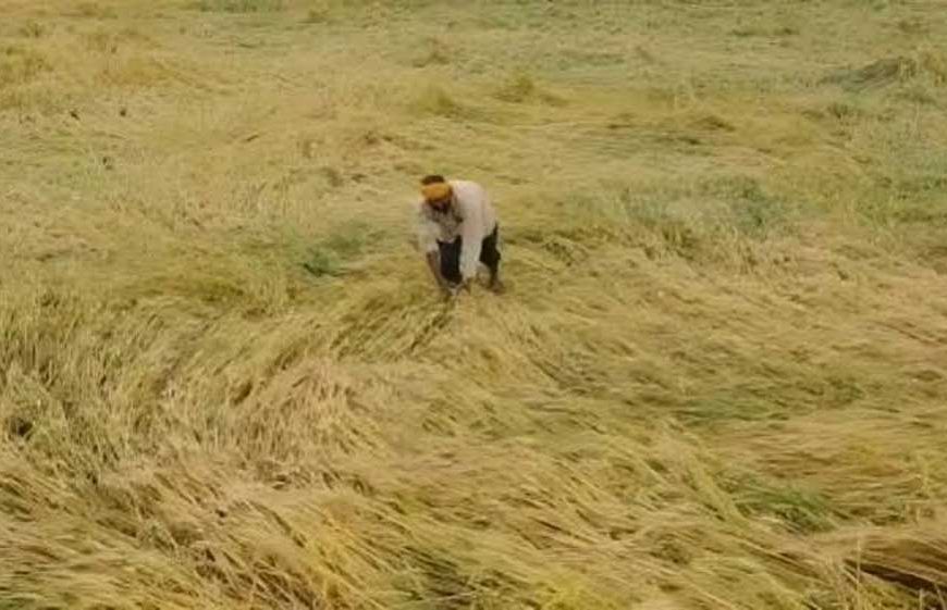 12 अक्टूबर तक पूरा होगा फसल क्षति का डिजिटल सर्वे, प्रभावित किसानों को मिलेगी नियमानुसार सहायता