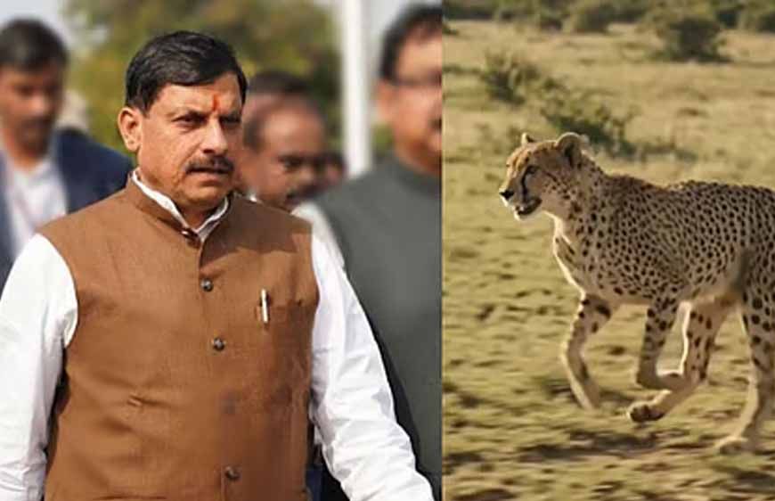 सागर के वीरांगना दुर्गावती टाइगर रिजर्व में आज 7 अक्टूबर को छोड़े जाएंगे 2 चीते, 439 हेक्टेयर में तैयार हुआ सुरक्षित ठिकाना