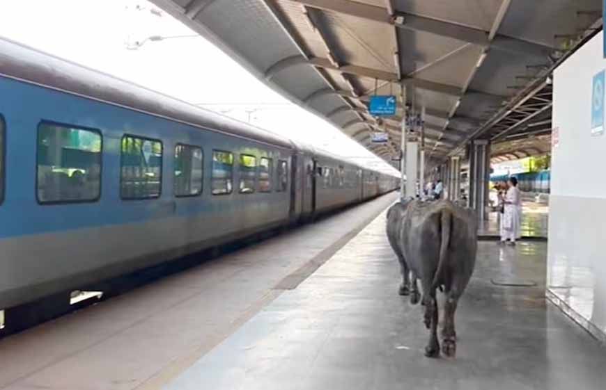 ₹450 करोड़ के रानी कमलापति स्टेशन पर भैंसों का डेरा, प्लेटफॉर्म पर गोबर से मचा हड़कंप