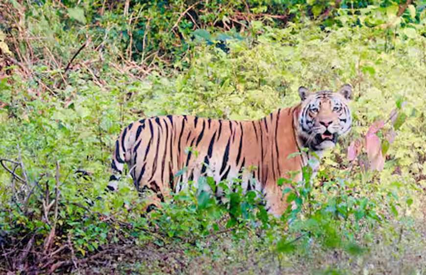बालाघाट का लांजी जंगल बना वन्यजीवों का नया कॉरिडोर, छत्तीसगढ़ से हाथी और महाराष्ट्र से आ रहे बाघ