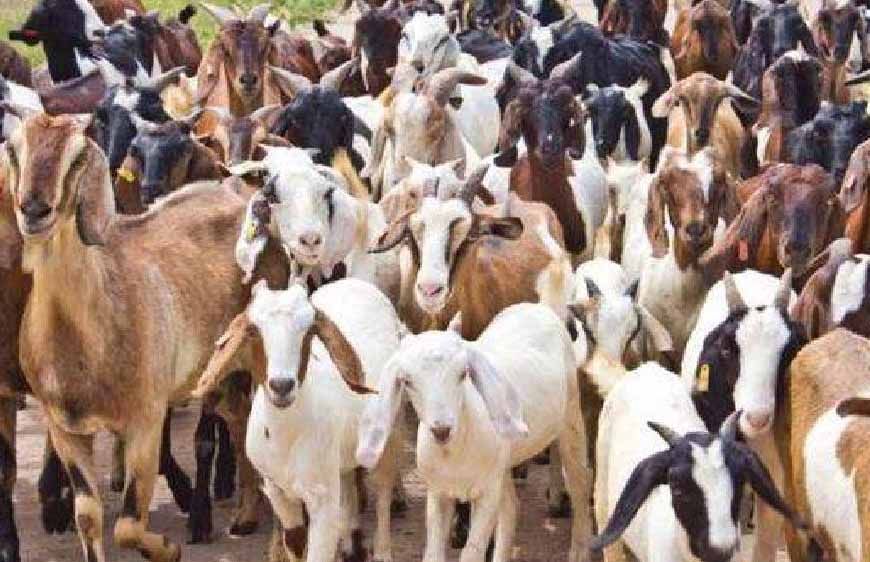 एशिया में फैला बकरी प्लेग, इंदौर में हाई अलर्ट; 8.42 लाख से ज्यादा भेड़-बकरियों को PPR वैक्सीन