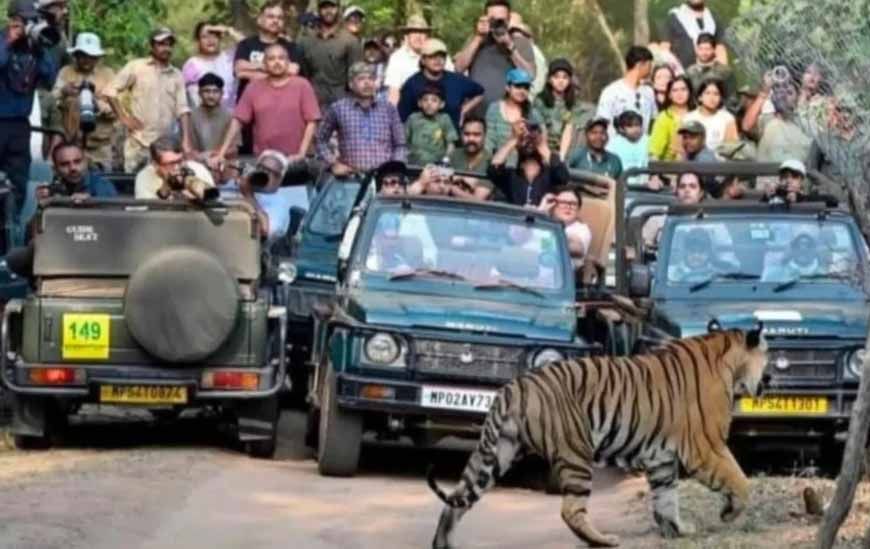 बांधवगढ़ में पर्यटकों की धूम, 8 दिन में 4598 सैलानियों ने की जंगल सफारी; बाघों के करीब से दीदार