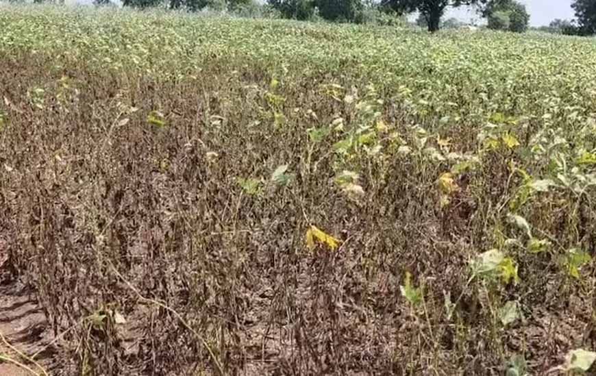 MP के 12 जिलों में 20 से 59% कम बारिश, सोयाबीन-मक्का की फसल पर संकट; गेहूं की जगह चना बोने की नौबत