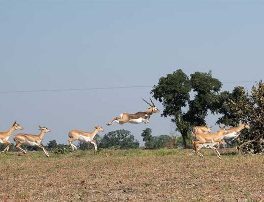 मानव–वन्य प्राणी संघर्ष और फसल क्षति कम करने के लिए कृष्ण-मृग स्थानांतरण अभियान का दूसरा चरण हुआ प्रारंभ