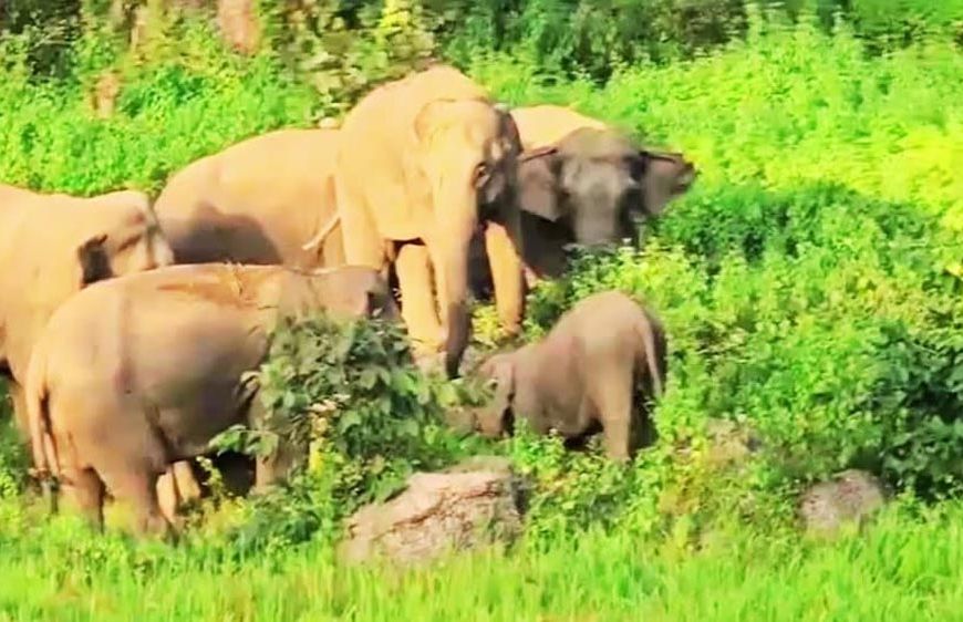 छत्तीसगढ़ में 53 हाथियों के झुंड ने स्कूल की बाउंड्री तोड़ी, धान की फसल रौंदी; बच्चों में दहशत