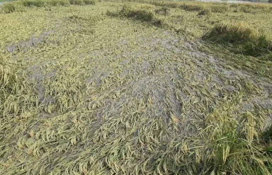 पंजाब में बारिश से धान की फसल पर संकट, खेत जलमग्न और मंडियां लबालब; 15 लाख टन धान उठान के इंतजार में