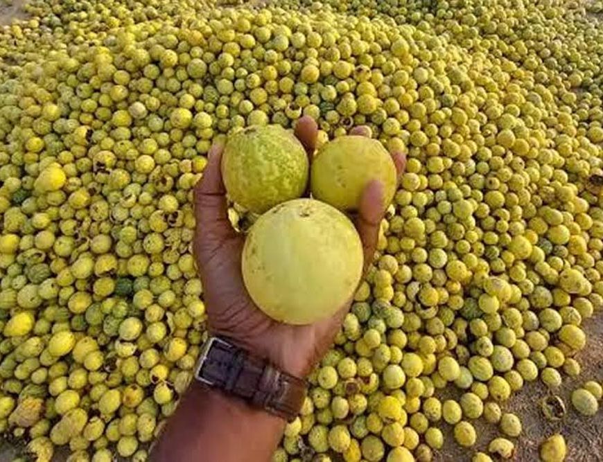राजस्थान के किसानों की चमकेगी किस्मत! रेगिस्तान में उगने वाला तुम्बा बनेगा कमाई का नया जरिया