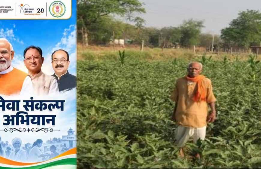 धान की पारंपरिक खेती से आगे बढ़कर फागूराम ने अपनाई ग्राफ्टेड बैंगन की खेती, मुनाफे में हुई 20 हजार रुपये की बढ़ोतरी