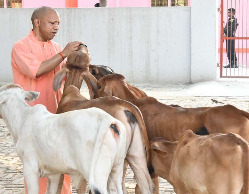 प्रदेश के सभी 75 जिलों में खुलेंगे पंचगव्य के आउटलेट, गोमूत्र और गोबर से तैयार होंगे उत्पाद