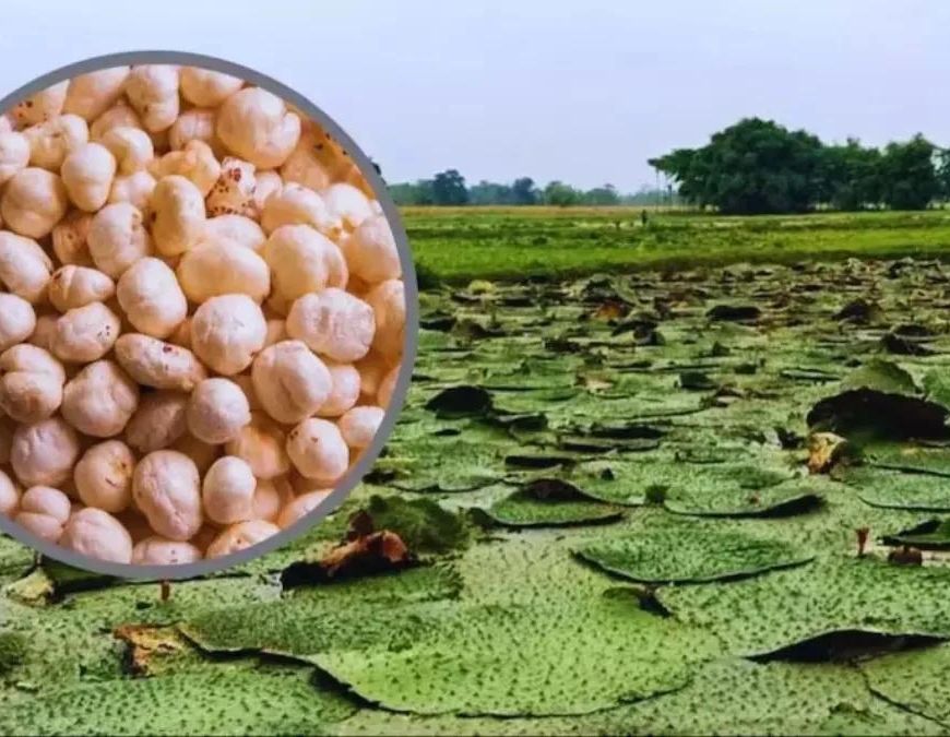 कश्मीर में भी होगी मिथिला के मखाने की खेती, किसानों को ट्रेनिंग देने जाएगी एक्सपर्ट टीम