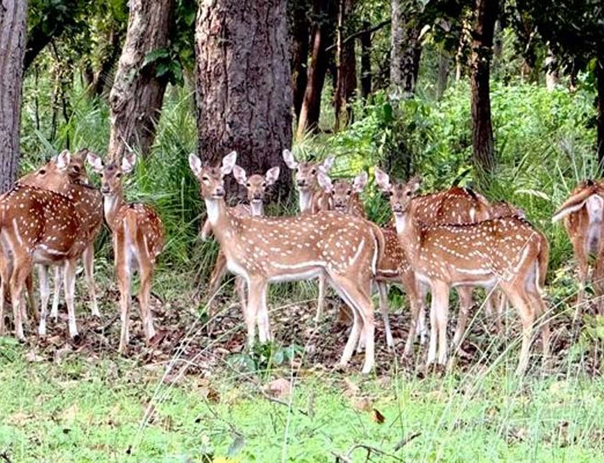 बफर जोन में वन्यजीव पर्यटन का बढ़ रहा आकर्षण