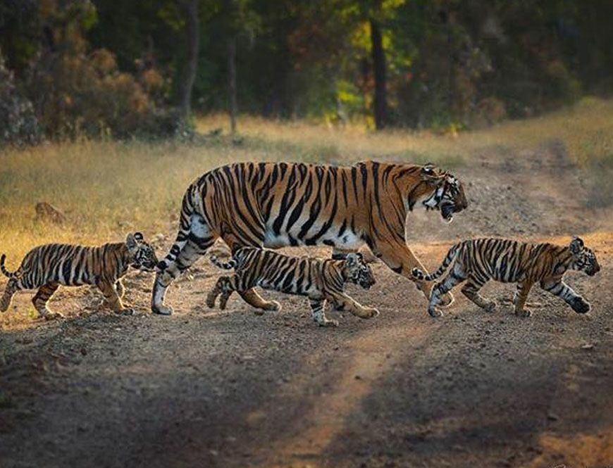 वीरांगना दुर्गावती टाइगर रिजर्व में बढ़ा बाघों का कुनबा, बाघिन N-6 ने दिए 4 शावकों को जन्म