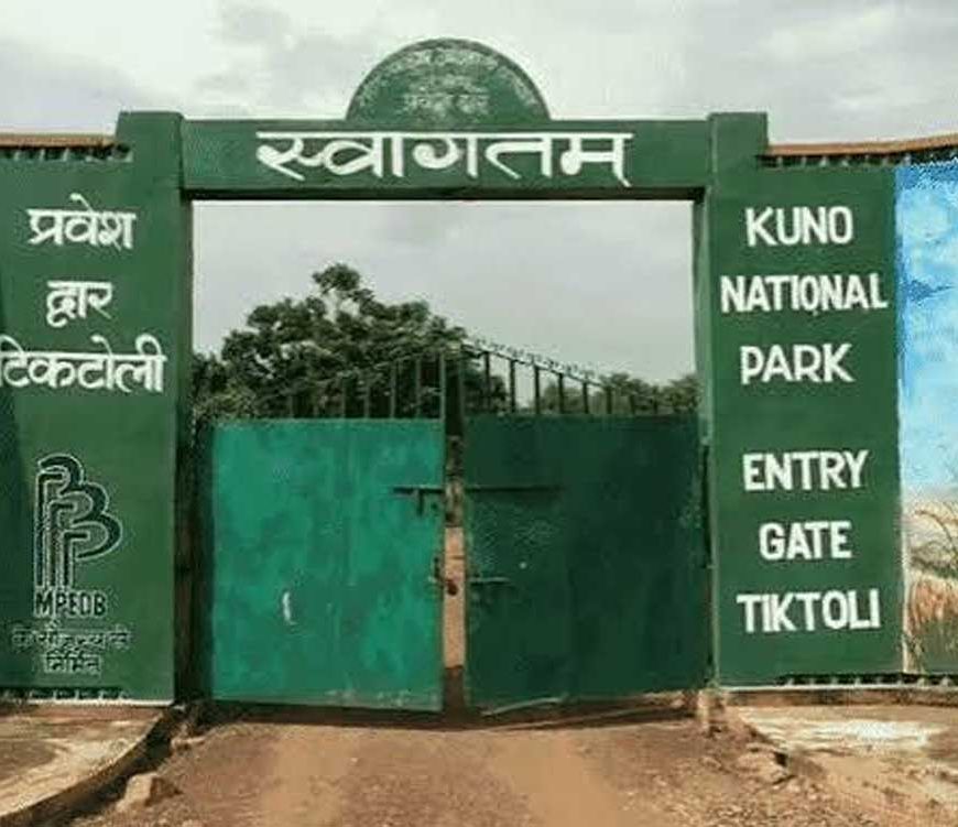कूनो में चीतों की मौत पर जानकारी देने से वन विभाग का इनकार, RTI में पोस्टमार्टम रिपोर्ट रोकी