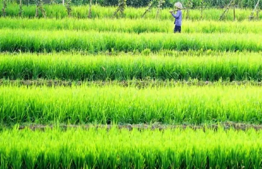 झारखंड के किसानों को धान बेचने से पहले मिलेगी एडवांस राशि, खरीद का लक्ष्य घटाने की तैयारी