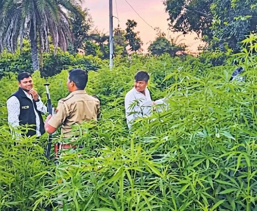 उदयपुर में 57 हेक्टेयर में गांजे की खेती का खुलासा, 200 करोड़ रुपये आंकी गई कीमत