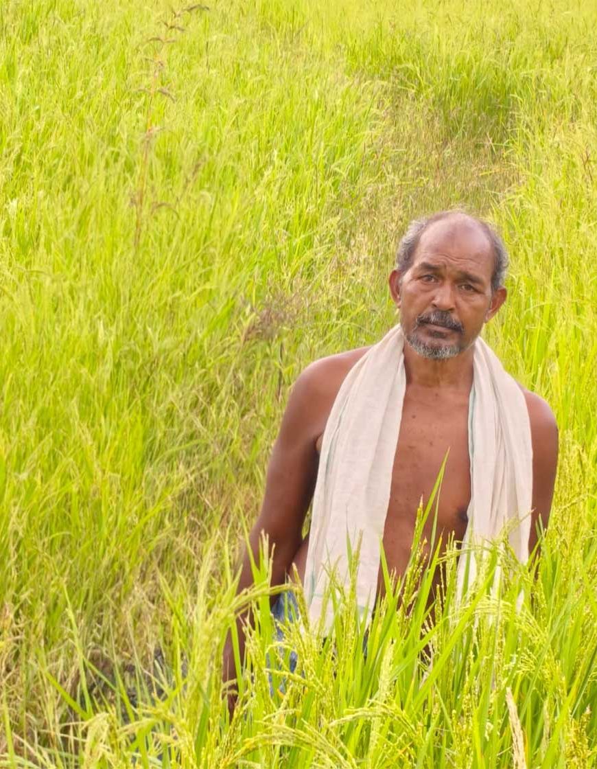 कृषक उन्नति योजना से शंकर प्रसाद की खेती को मिलेगा आर्थिक संबल, तीन एकड़ में सुगंधित धान की खेती पर मिलेंगे 45 हजार रुपये