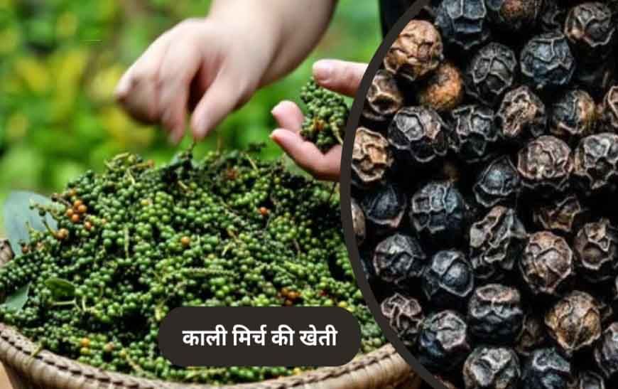 पचमढ़ी में अब होगी काली मिर्च और दालचीनी की खेती, किसानों को मिलेंगे पौधे