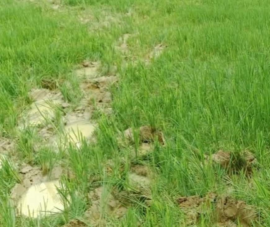 रायगढ़ में हाथियों का आतंक, 14 किसानों की फसलें रौंदी, 85 हाथियों की मौजूदगी से दहशत
