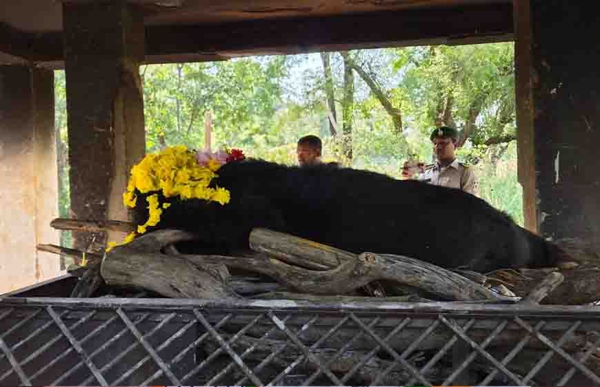 नंदनवन जू एवं जंगल सफारी में 25 वर्षीय मादा हिमालयन भालू ‘फफोरी’ की मौत