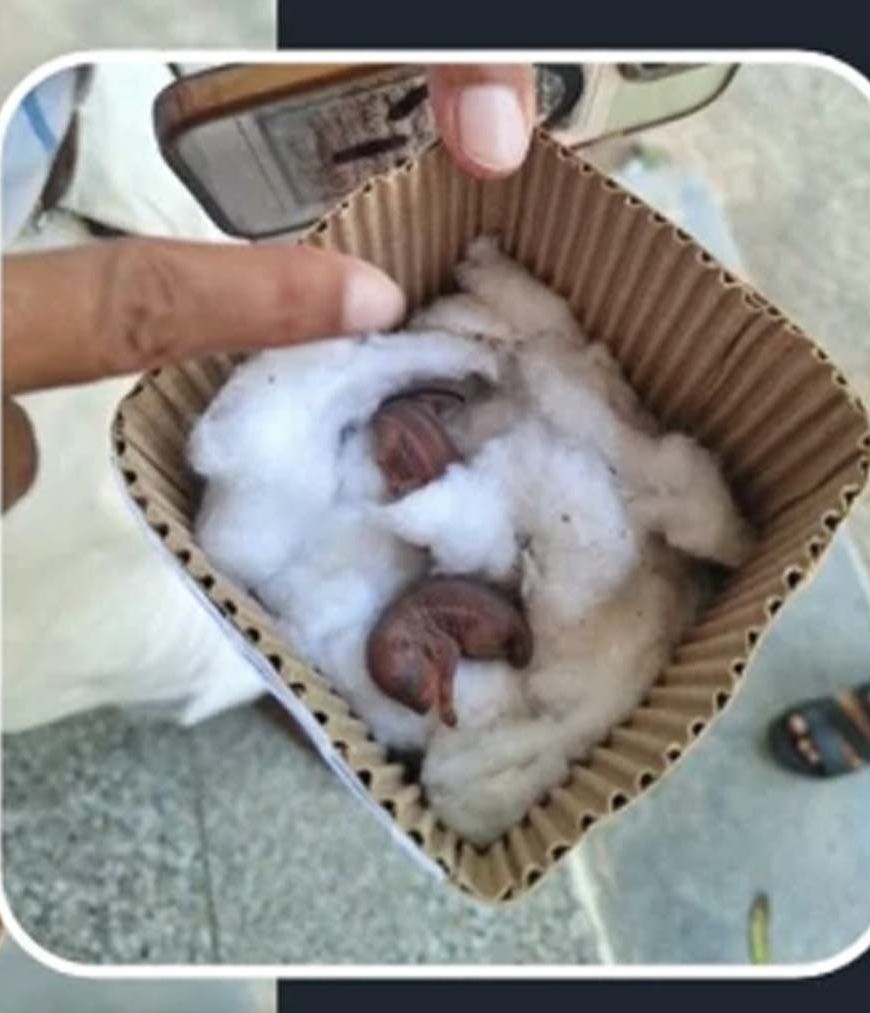 गिलहरी के बच्चों को बचाने 15 किमी दूर पहुंचे गंगा सिंह
