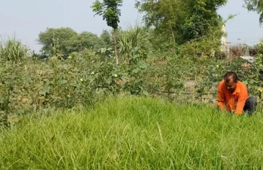 एक एकड़ मड़ुआ की खेती से 60 हजार तक मुनाफा! सारण में मोटे अनाज की खेती को मिलेगा बढ़ावा