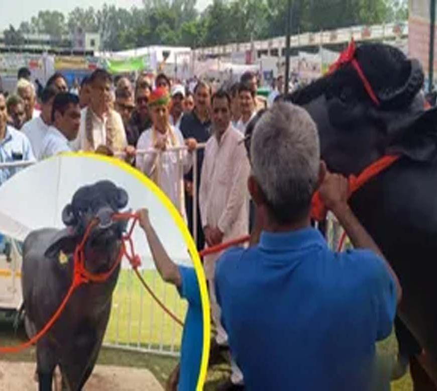 हरियाणा में छाया 15 करोड़ का ‘विधायक’, काजू-अखरोट है पसंदीदा खाना