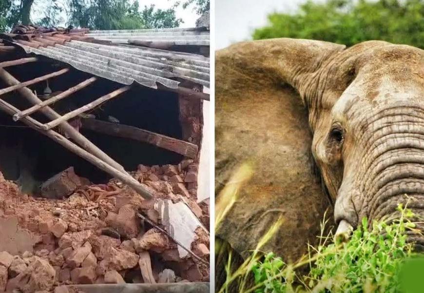 CG में हाथियों का तांडव, सुबह 3 बजे गांव में घुसे झुंड ने मवेशियों को कुचला
