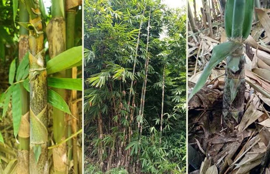 जौनपुर के किसानों की बंजर जमीन से होगी कमाई, 7 ब्लॉकों में बांस की खेती को मिलेगा बढ़ावा