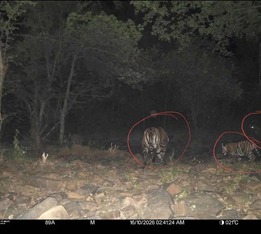 रिजर्व में बाघों की संख्या बढ़कर हुई 11, इनमें 6 का जन्म हुआ माधव टाइगर रिजर्व में