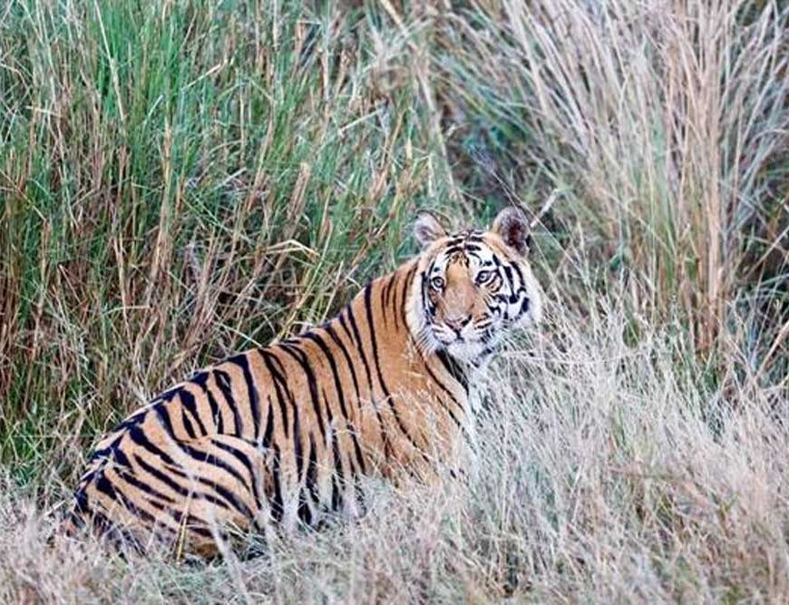 शहडोल के वन बाघों और हाथियों के लिए नेचुरल कॉरिडोर— 4 टाइगर रिजर्व्स को जोड़ने में अहम भूमिका