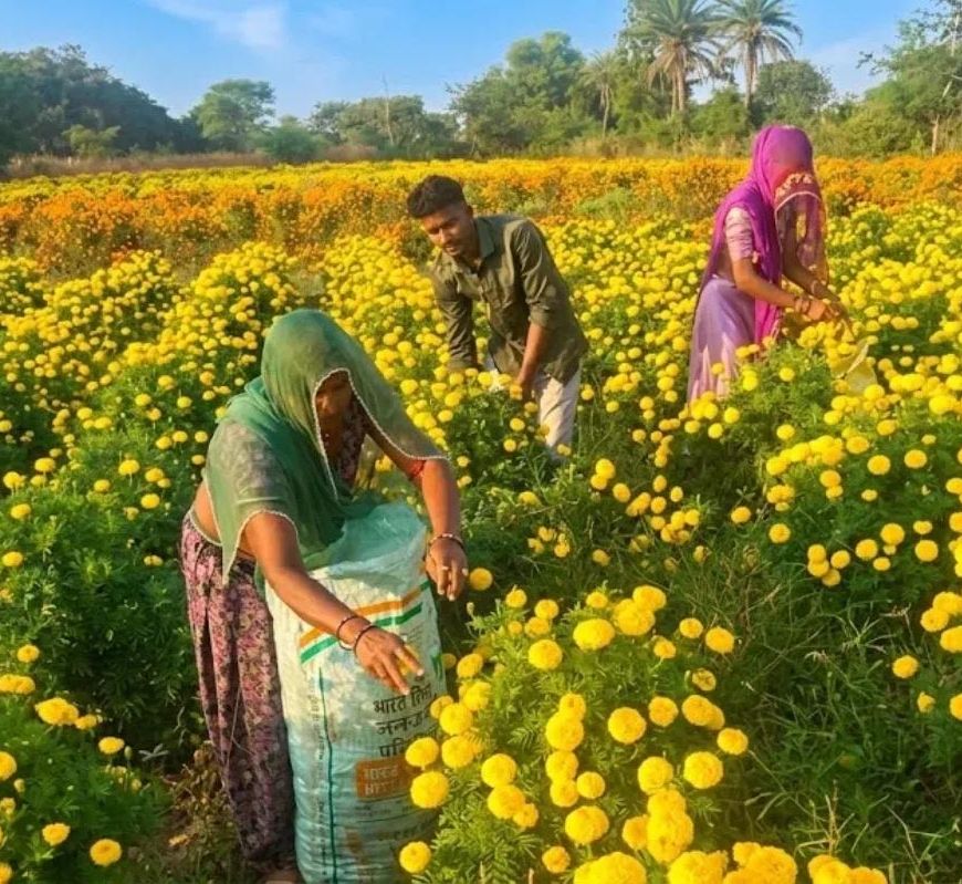 चित्तौड़गढ़ में गेंदे की खेती से चमकी किसानों की किस्मत, 70 बीघा में हो रही फूलों की खेती