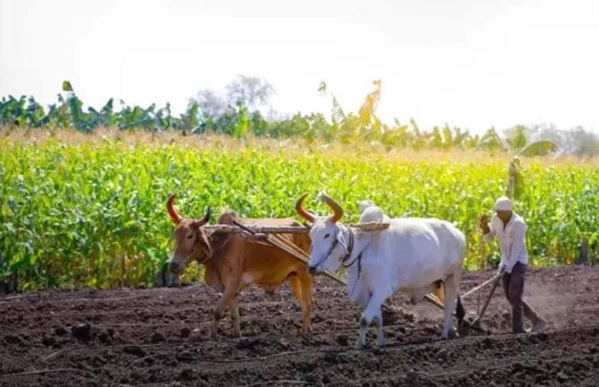 झारखंड में धान बेचने के लिए सिर्फ 1.65 लाख किसानों ने कराया रजिस्ट्रेशन, 29 लाख किसान चिह्नित
