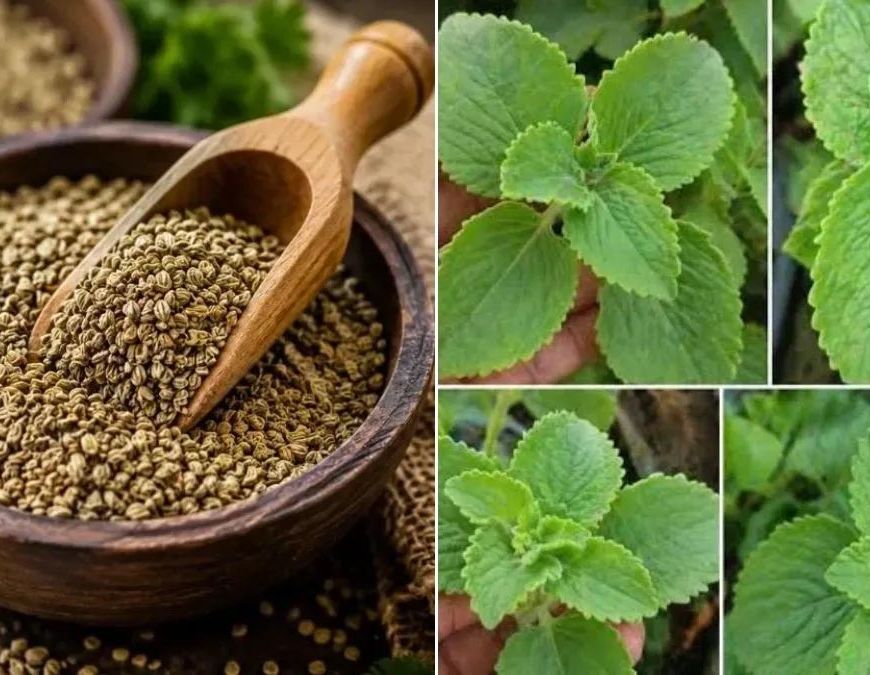 पुदीना और अजवाइन में मिला फेफड़ों के कैंसर से लड़ने वाला यौगिक, लखनऊ के वैज्ञानिकों की बड़ी खोज