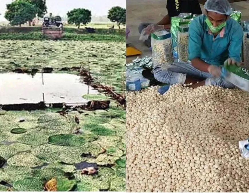 पीएम मोदी ने ‘मन की बात’ में की बिहार के मखाने की तारीफ, 18 से ज्यादा देशों में पहुंचा सीमांचल का स्वाद