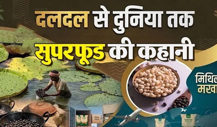 बिहार के मखाने का दुनिया में दबदबा, तालाबों से निकलकर न्यूयॉर्क-लंदन तक पहुंचा मिथिला का ‘सफेद मोती’
