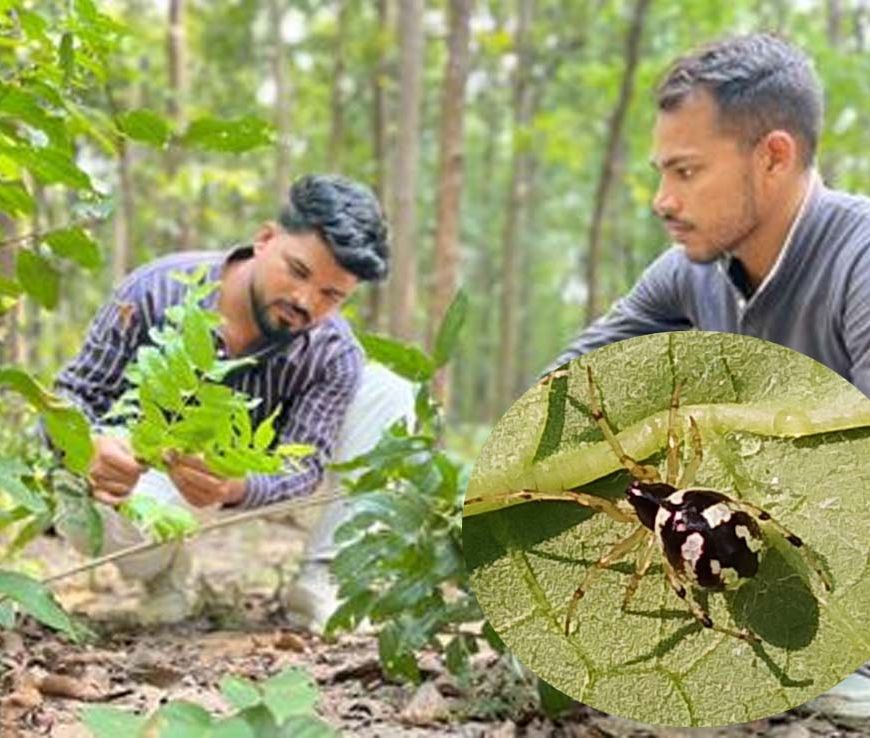 छत्तीसगढ़ के जंगल में मिली दुर्लभ मकड़ी ‘Mangora baii’, चीन के बाद भारत में पहली बार दर्ज हुई मौजूदगी